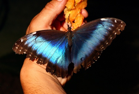 Butterfly Morpho peleides eating on human hand