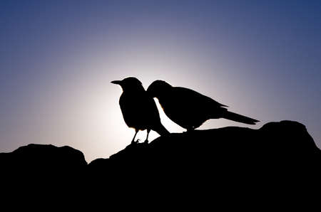 Birds silhouetteの写真素材
