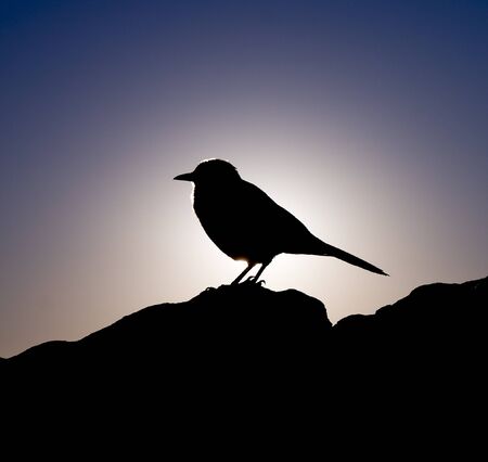 Bird silhouetteの写真素材