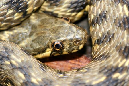 European water snake, Natrixの写真素材