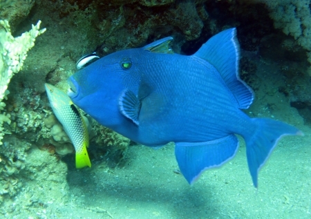 Blue triggerfish, Pseudobalistes fuscus