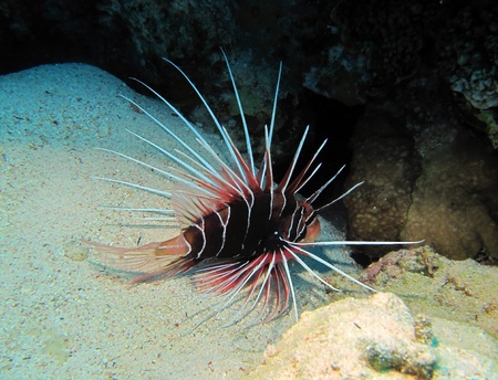 Clearfin lionfish, Pterois radiata, Red Sea    の写真素材