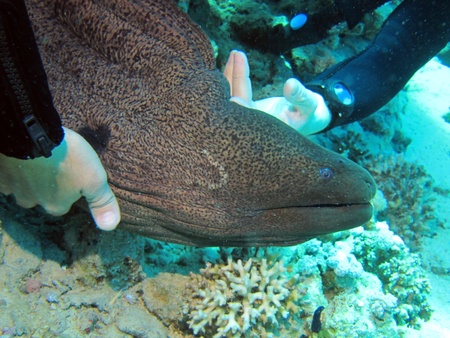Giant moray, Red Sea