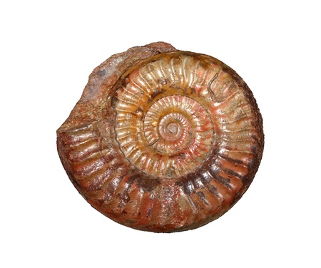 Ammonites, grammoceras, from the Jurassic of Franceの写真素材