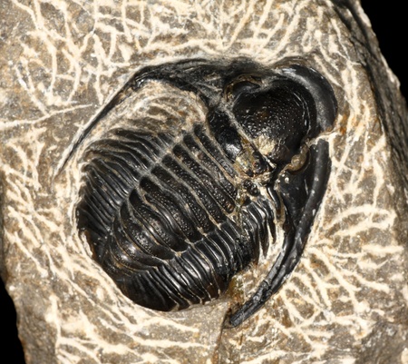 Trilobite fossil, Cornuproetus sp,  from the Devonian of Morocco, 5 cmの写真素材