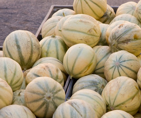 Melonの写真素材