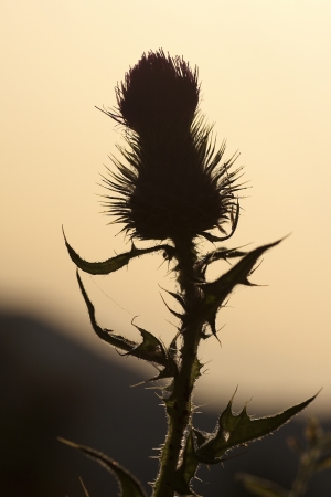 Flower of a thistle, Cirsium vulgare の写真素材