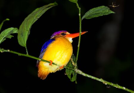 Borneo Dwarf Kingfisher, Ceyx erithacaの写真素材