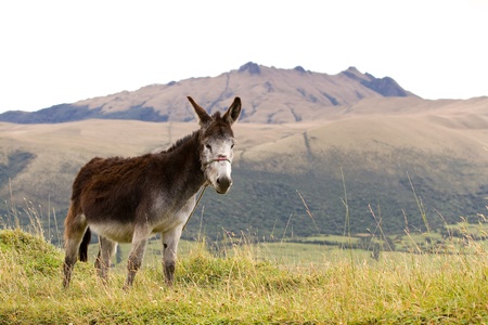 Donkey in Andes Mountainsの写真素材