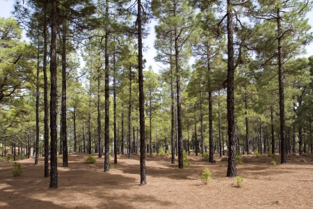 Pine forest of El Pinar, El Hierro, Canary Islands, Spainの写真素材