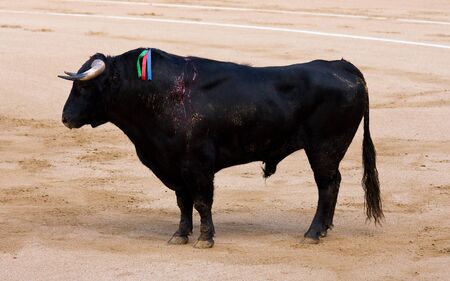 Bull at bullfightの写真素材