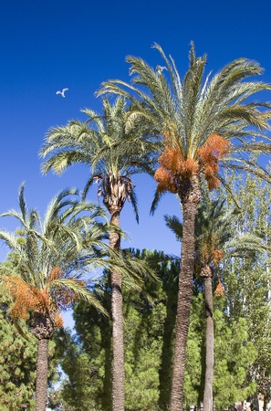 Palm treeの写真素材