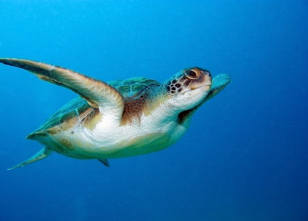 Loggerhead sea turtle, Caretta caretta, in Tenerife, Spain
