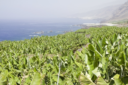 Plantains of Canary islands, Spainの写真素材