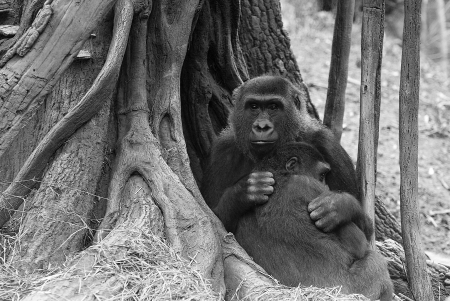 Gorillaの写真素材