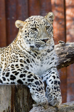 Leopardの写真素材
