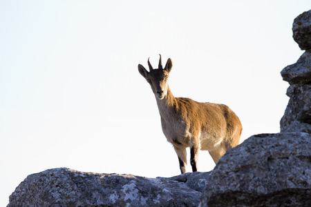 Iberian ibex, Spanish ibex, Spanish wild goat, or Iberian wild goat.の写真素材