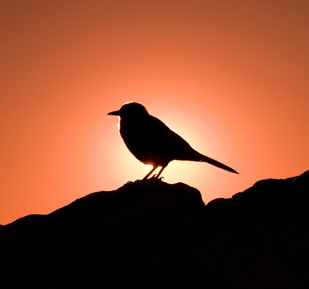 Bird silhouette