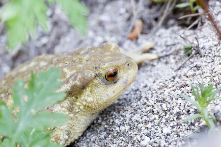 Common toad or European toad, Bufo bufo.