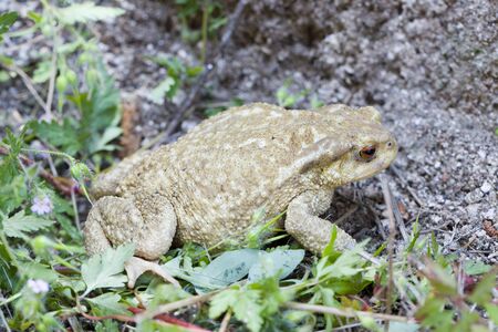 Common toad or European toad, Bufo bufo.