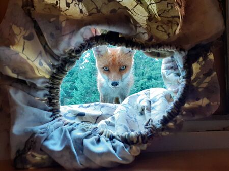 Fox spying on a photographer inside a hide.