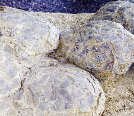 Sauropod dinosaur eggs, Cretaceous, Franceの写真素材