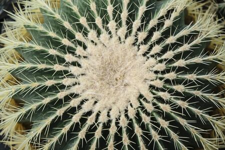 Closeup view of green cactus as a background, top view, textureの写真素材
