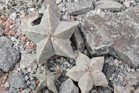 Closeup view of green unusual star shape cactus and stones as a background, top view, texture
