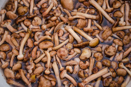 Many autumn mushroomsの写真素材