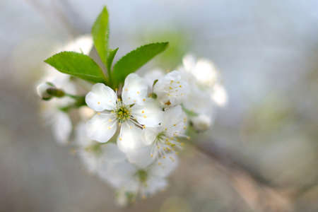 Apple blossom in springの写真素材