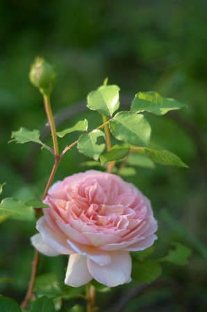 Pink rose sunset or sunriseの写真素材