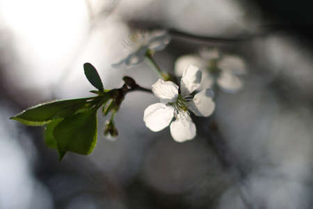 Apple blossom in springの写真素材