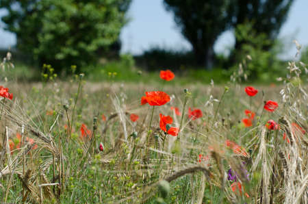 Poppy wild flower on yellow and red wheat fieldの写真素材