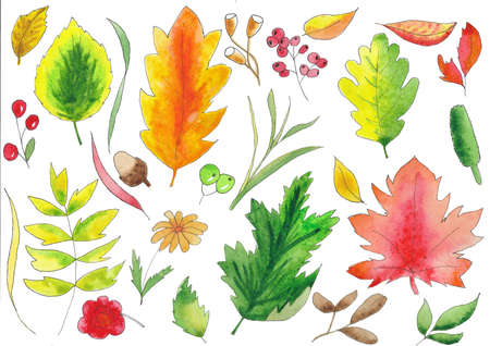 Set of hand drawn autumn green yellow red leaves, branches, berries. Isolated leaves.の写真素材