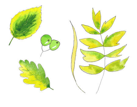 Set of hand drawn autumn green yellow leaves, branches, berries. Isolated leaves.の写真素材