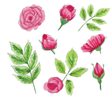 Watercolor garden roses elements set.の写真素材