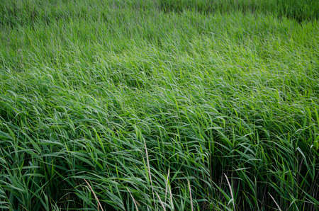 Green grass background at summer and spring. Wind blow.の写真素材