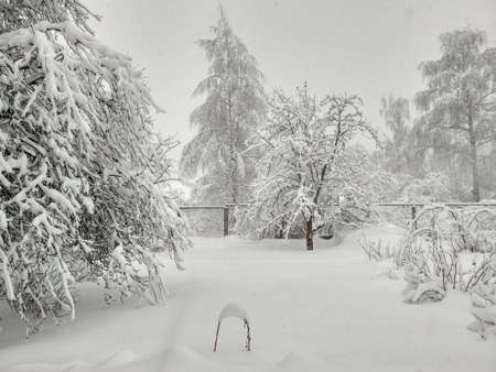 Snow winter white landscape, Russia. Cold rural scene. A lot of snow.の写真素材