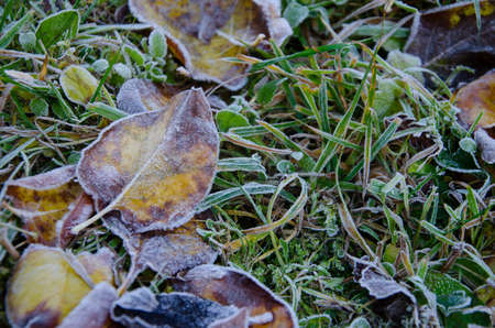 Colored yellow autumn leaves and green grass with dusting of frost.の写真素材