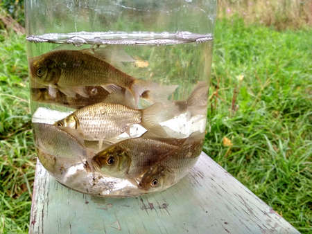 Little fish on a jar with a fake plants inside outdoors. Country fishing.の写真素材