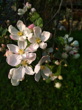 White rose flovers apple trees in synny dayの写真素材