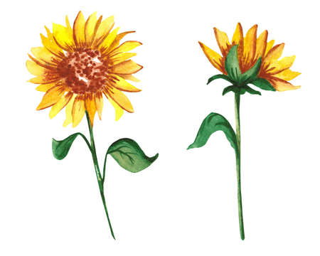 Two isolated watercolor sunflowers in loose style. For your design postcads. posters and banners.の写真素材