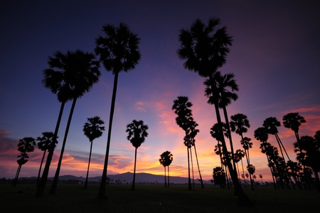 Silhouettes of palm treesの写真素材