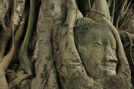 Buddha s head inside the root tree 2の写真素材
