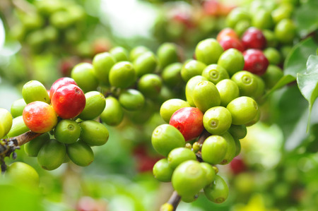 Green Coffee on Plantの写真素材