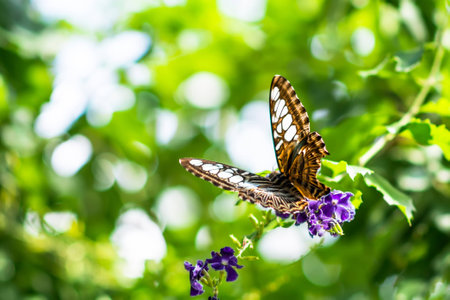 butterflyの写真素材