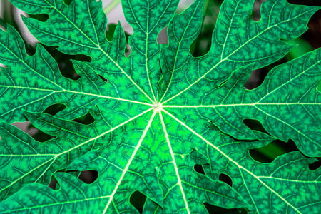 leafの写真素材