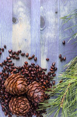 pine nuts and cones on blue background verticalの写真素材