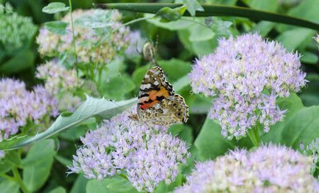 butterfly close - up on a lilac flower