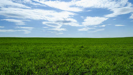 a large field of fresh green grass and a blue sky with clouds sharpness in the foreground